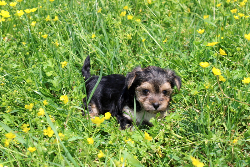 puppy, for, sale, Morkie, Matthew B. Stoltzfus, dog, breeder, Gap, PA, dog-breeder, puppy-for-sale, forsale, nearby, find, puppyfind, locator, puppylocator, aca